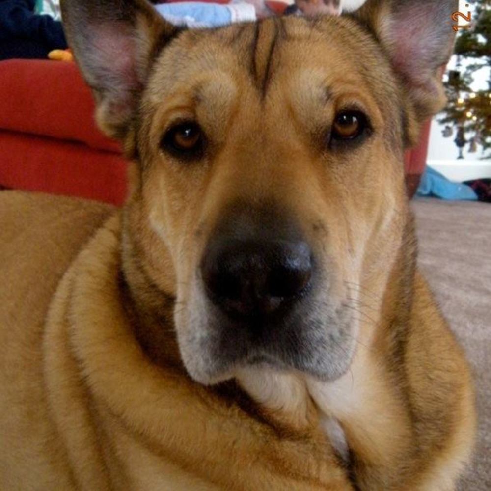 Meet your Posher, Fergus